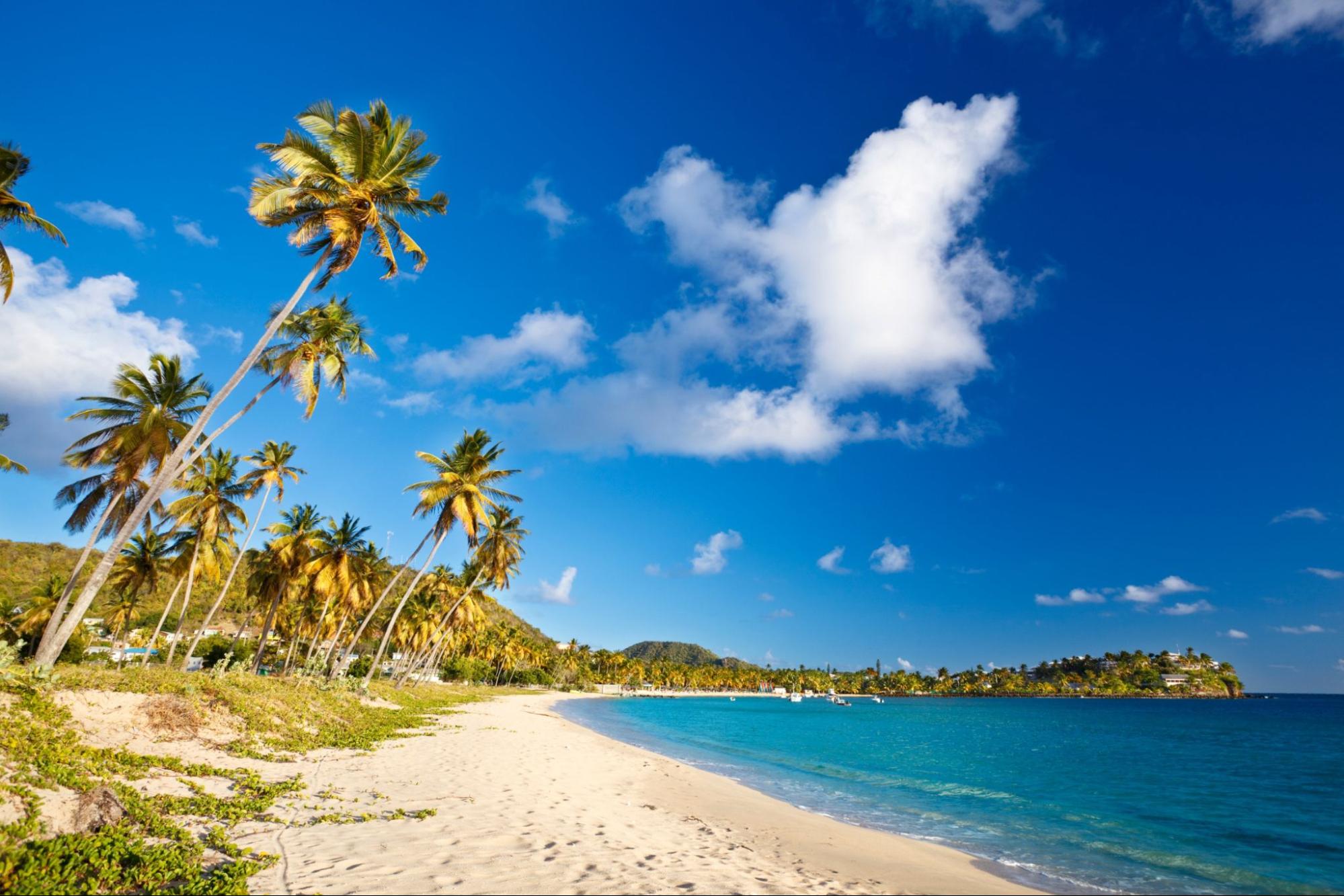 A beautiful caribbean beach in Antigua with palm trees and blue sk